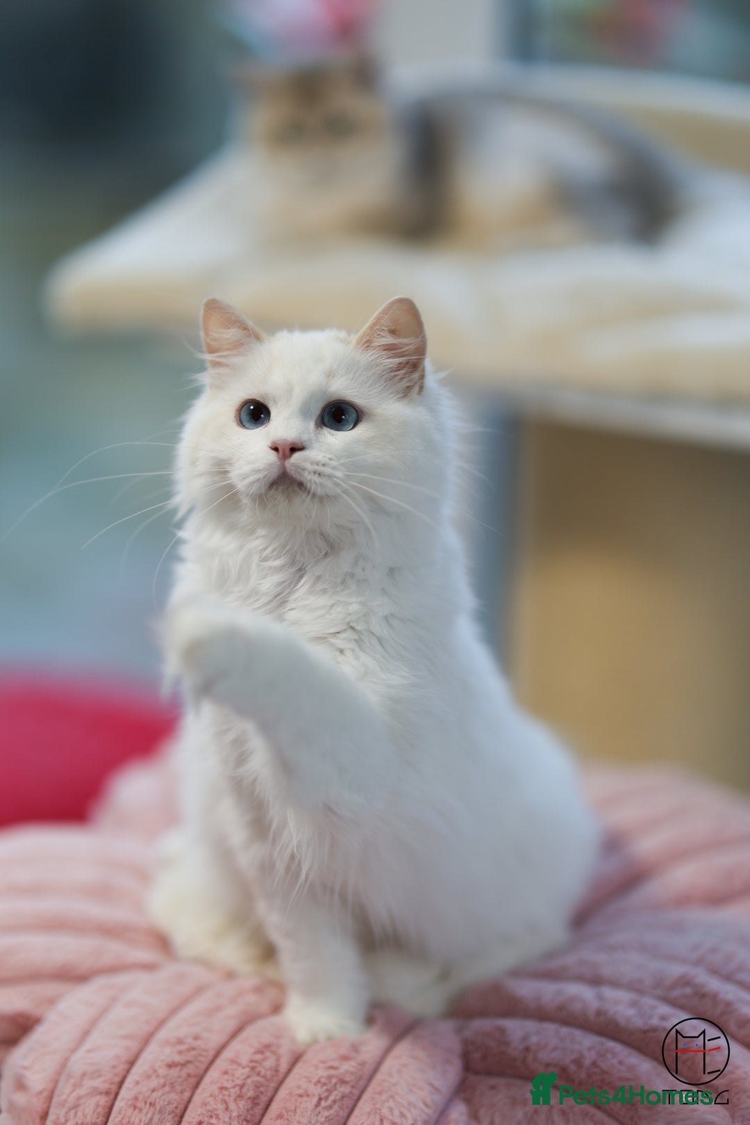 Ragdoll cats for sale: Rare colour GCCF kittens from Champion lines - Image 6