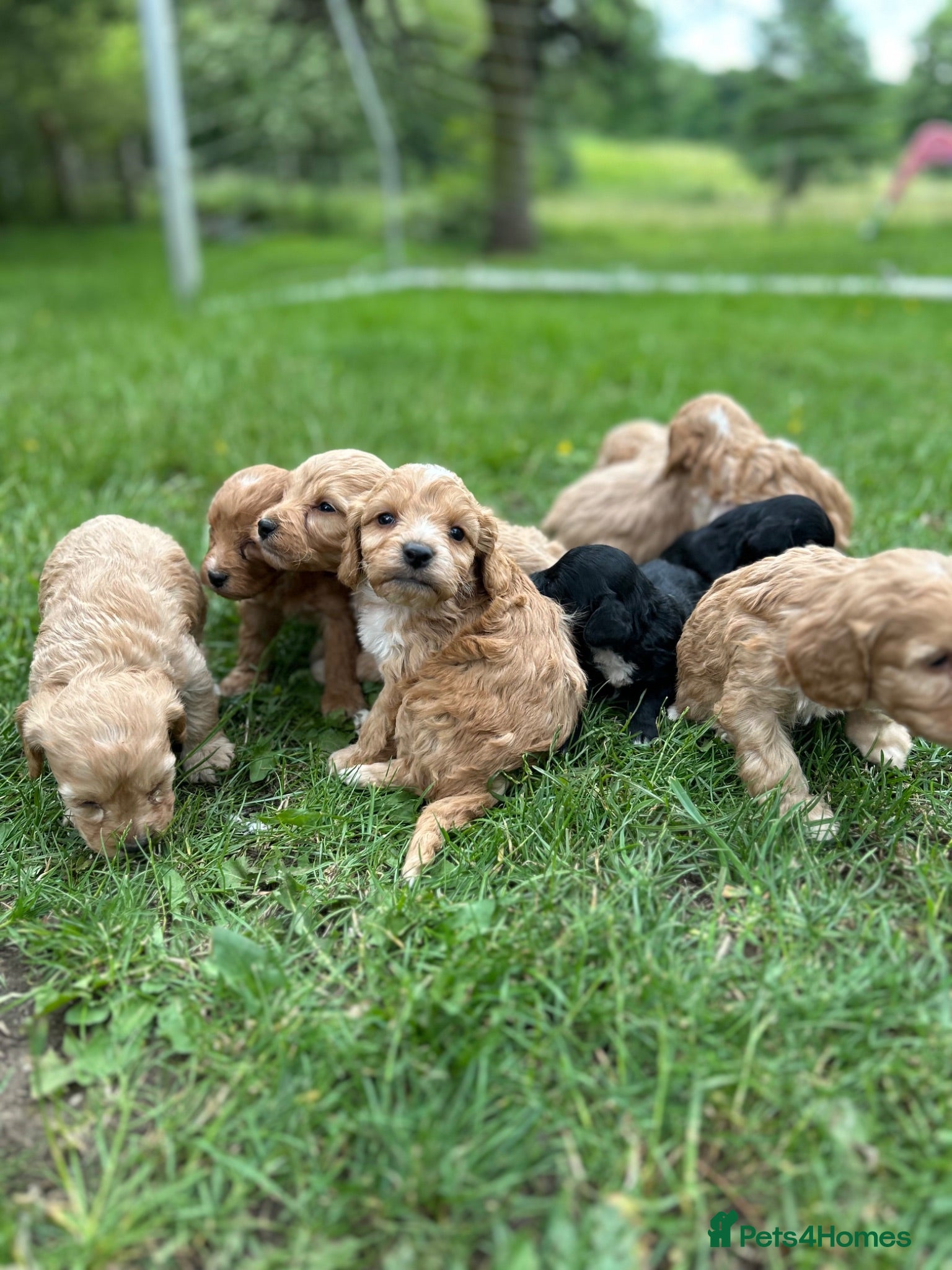 Cockapoo dogs Gorgeous F1 Cockerpoo puppies - Advert 1