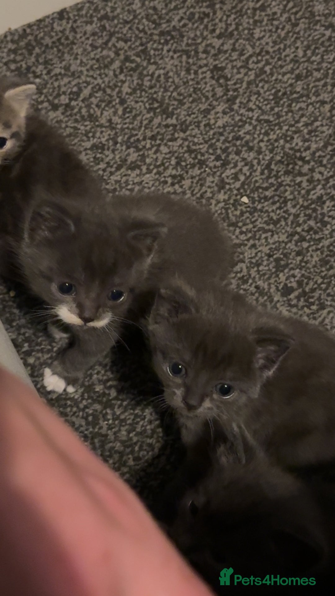 British Shorthair cats for sale: British short hair x domestic kittens  - Image 4