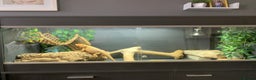 Dragon reptiles for sale: Mia the Beautiful bearded dragon  - Advert 14