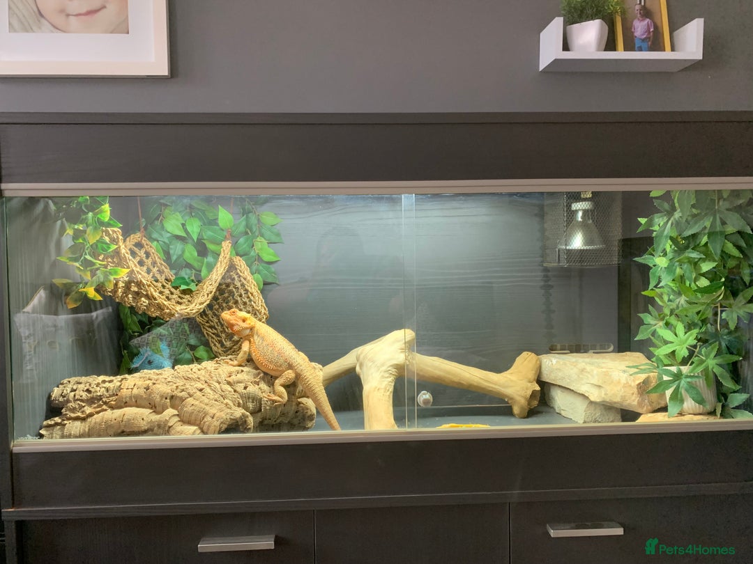 Dragon reptiles for sale: Mia the Beautiful bearded dragon  - Image 14