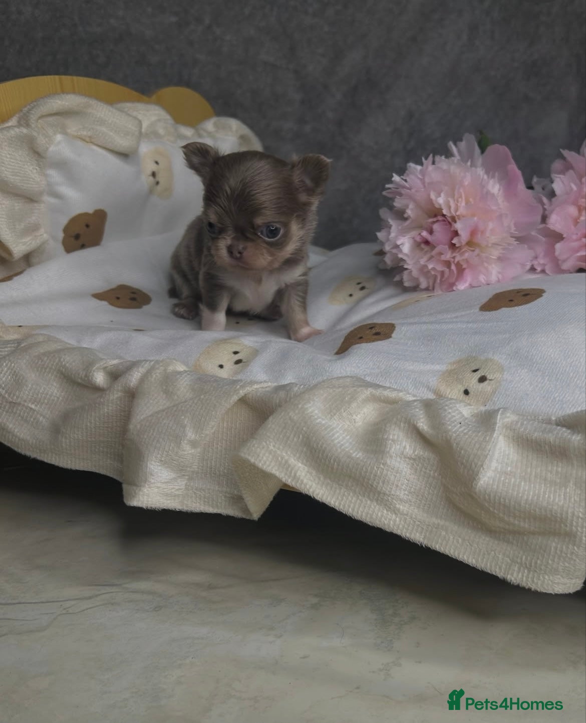 Chihuahua dogs Beautiful Lilac tri Chihuahua puppies KC  - Advert 2