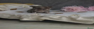 Chihuahua 1