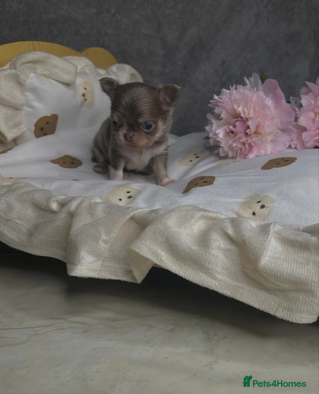 Chihuahua dogs for sale: Beautiful Lilac tri Chihuahua puppies KC  - Advert 2