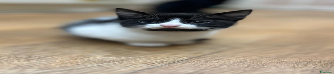 Domestic Shorthair Kitten 1