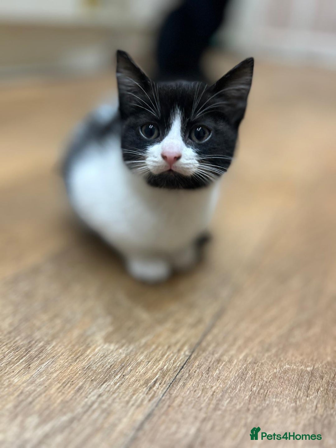 Domestic Shorthair cats for sale: Beautiful, playful shorthair kittens for sale!  - Advert 3