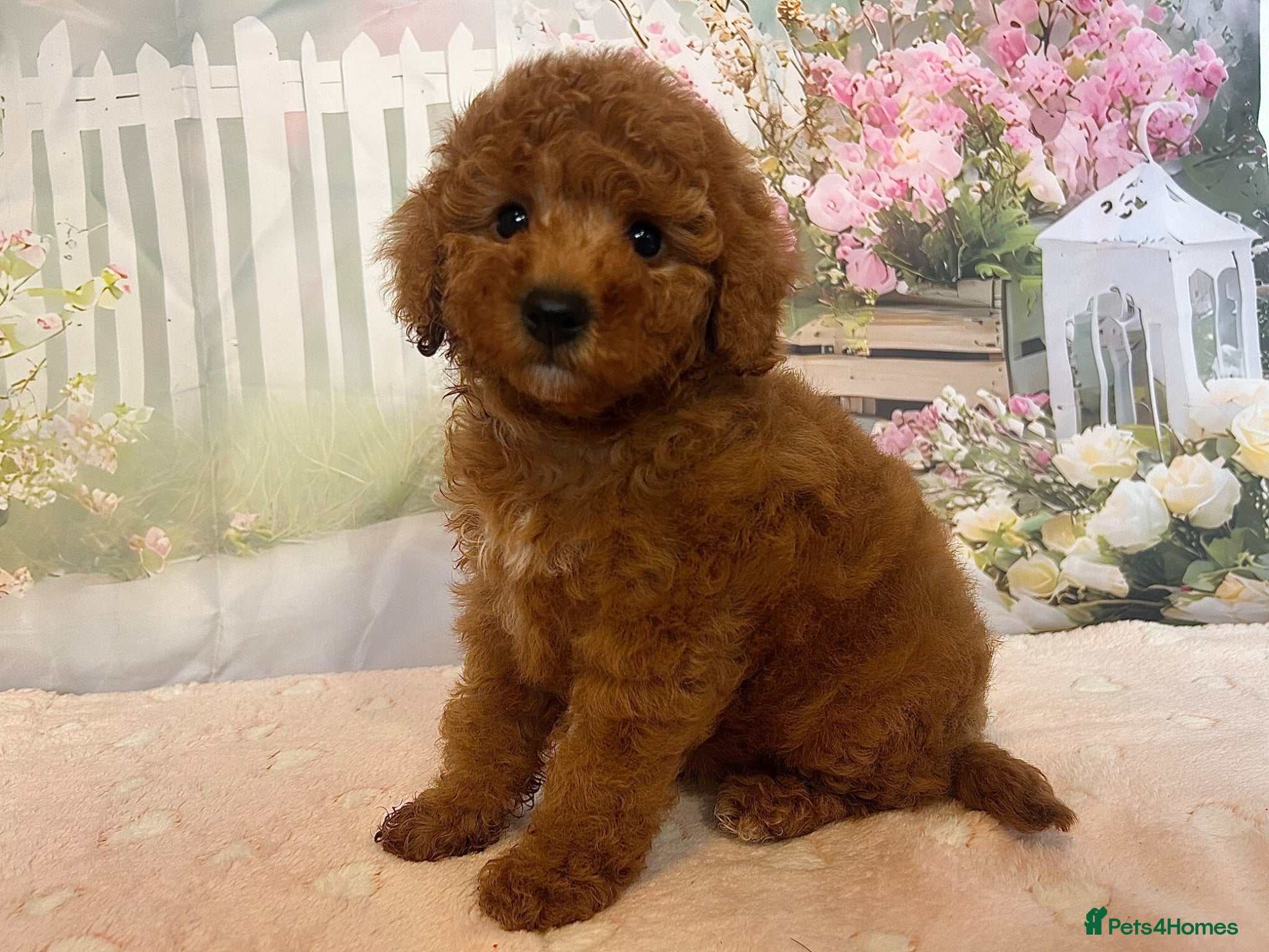 Toy Poodle dogs Outstanding Toy Poodles - KC registered - Advert 1