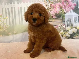 Toy Poodle dogs Outstanding Toy Poodles - KC registered - Advert 1
