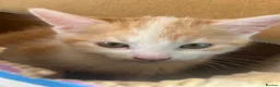 Mixed Breed cats for sale: Little ginger - Advert 3
