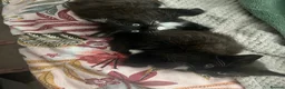 Domestic Shorthair cats for sale: Two gorgeous kittens  in Leighton Buzzard - Advert 2