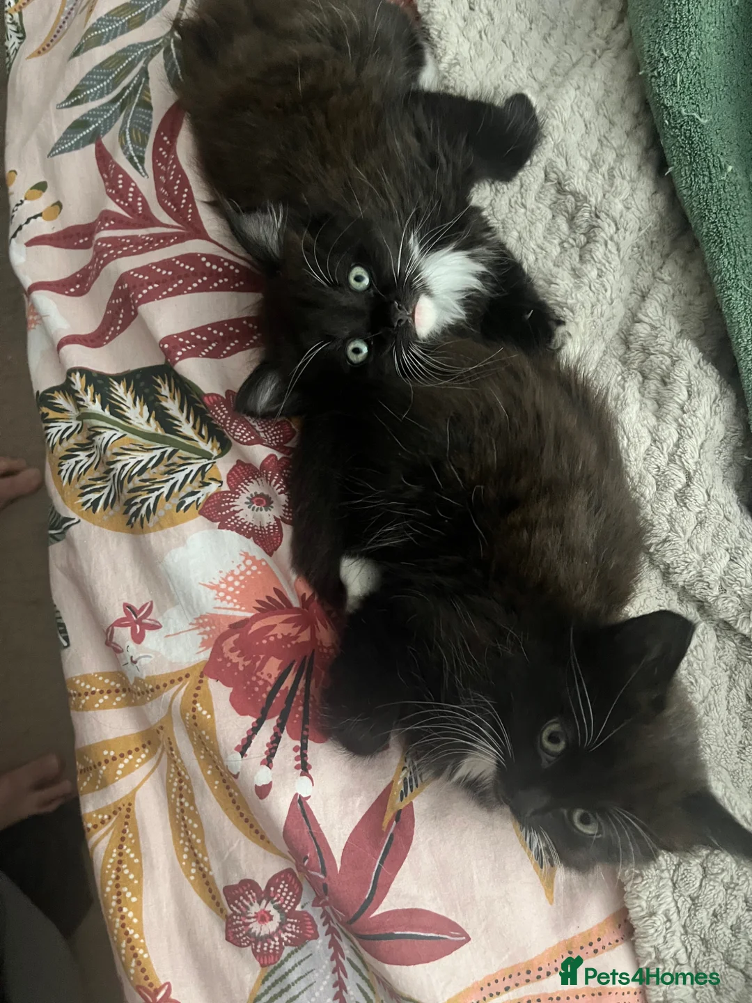 Domestic Shorthair cats for sale: Two gorgeous kittens  in Leighton Buzzard - Advert 2