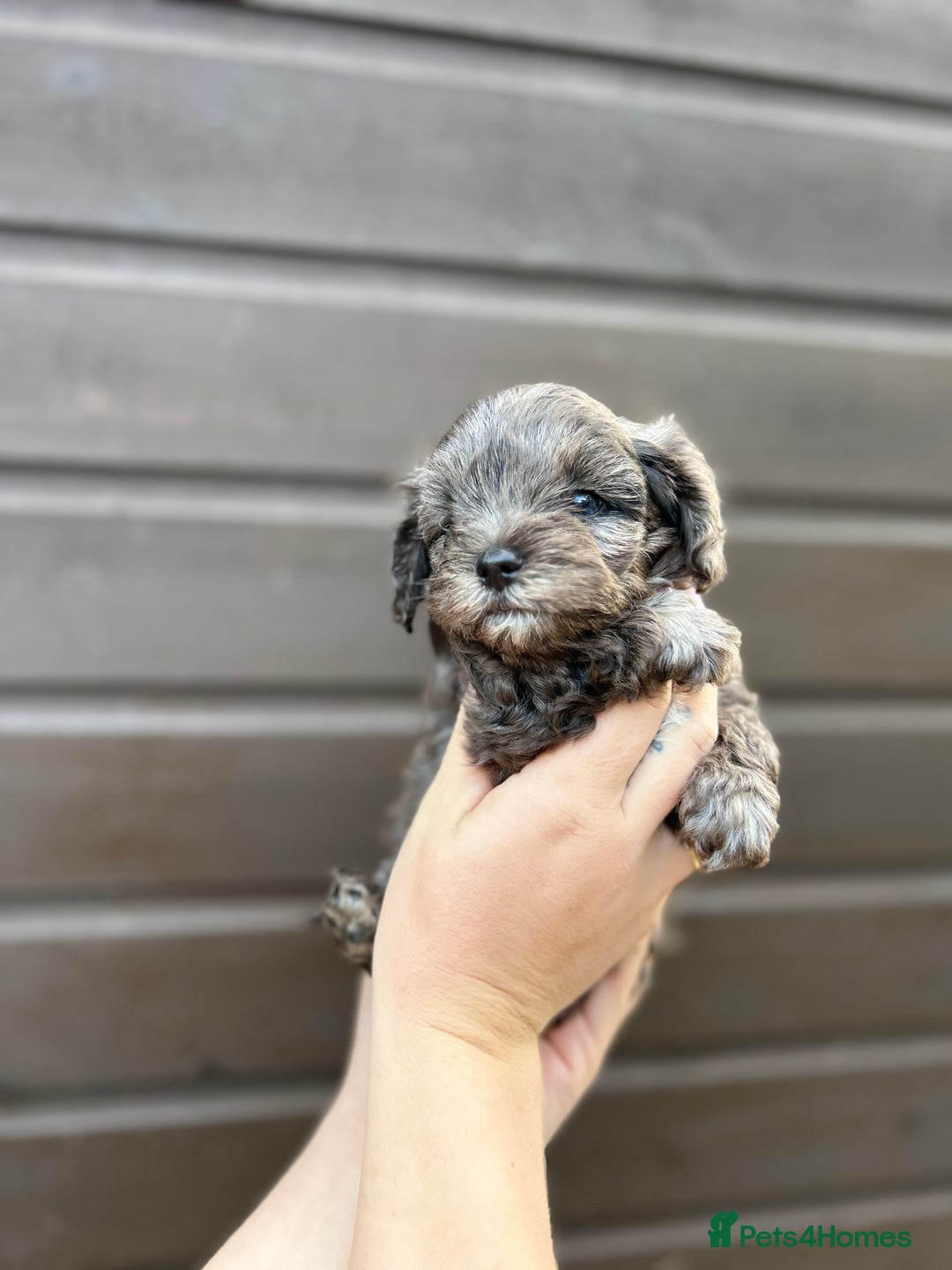 Yorkiepoo dogs for sale: 🐾 Tiny Yorkiepoo Puppies – Ready 29th August! 🐾 - Image 9