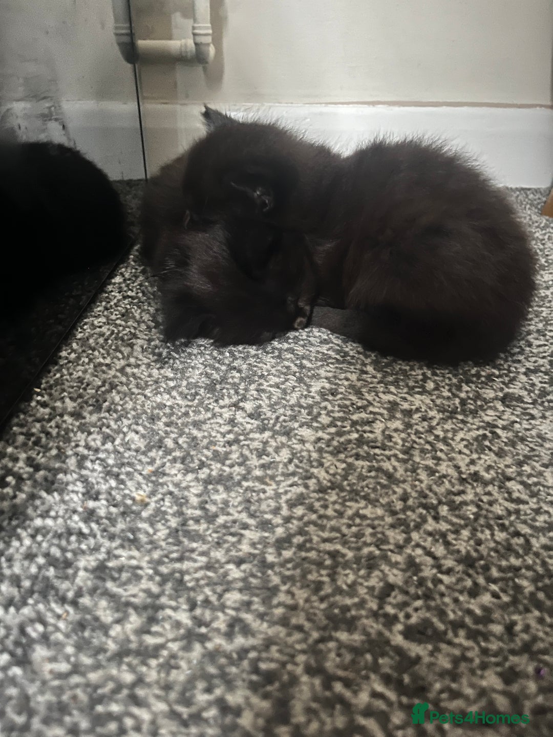Mixed Breed cats for sale: 3 beautiful kitten looking for a loving new home   - Advert 5