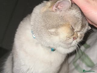 British Shorthair cats Teddy - Advert 15