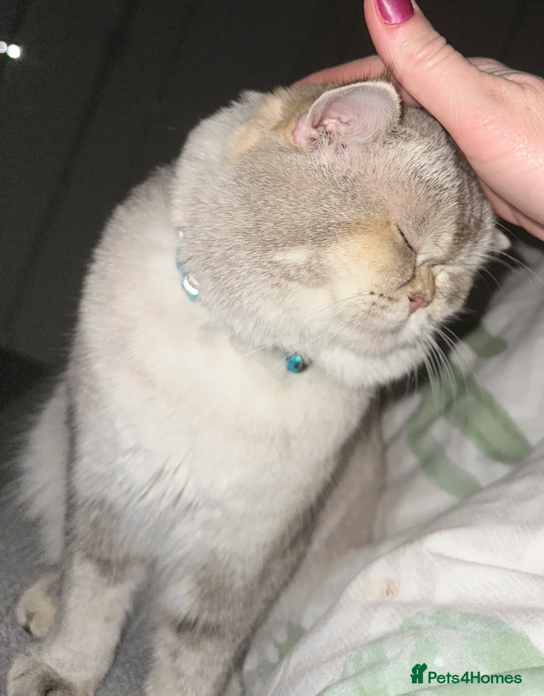 British Shorthair cats for stud: Teddy  - Advert 1