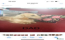 Dachshund dogs for sale: Cream Longhaired Miniature Dachshund Boys  - Image 3