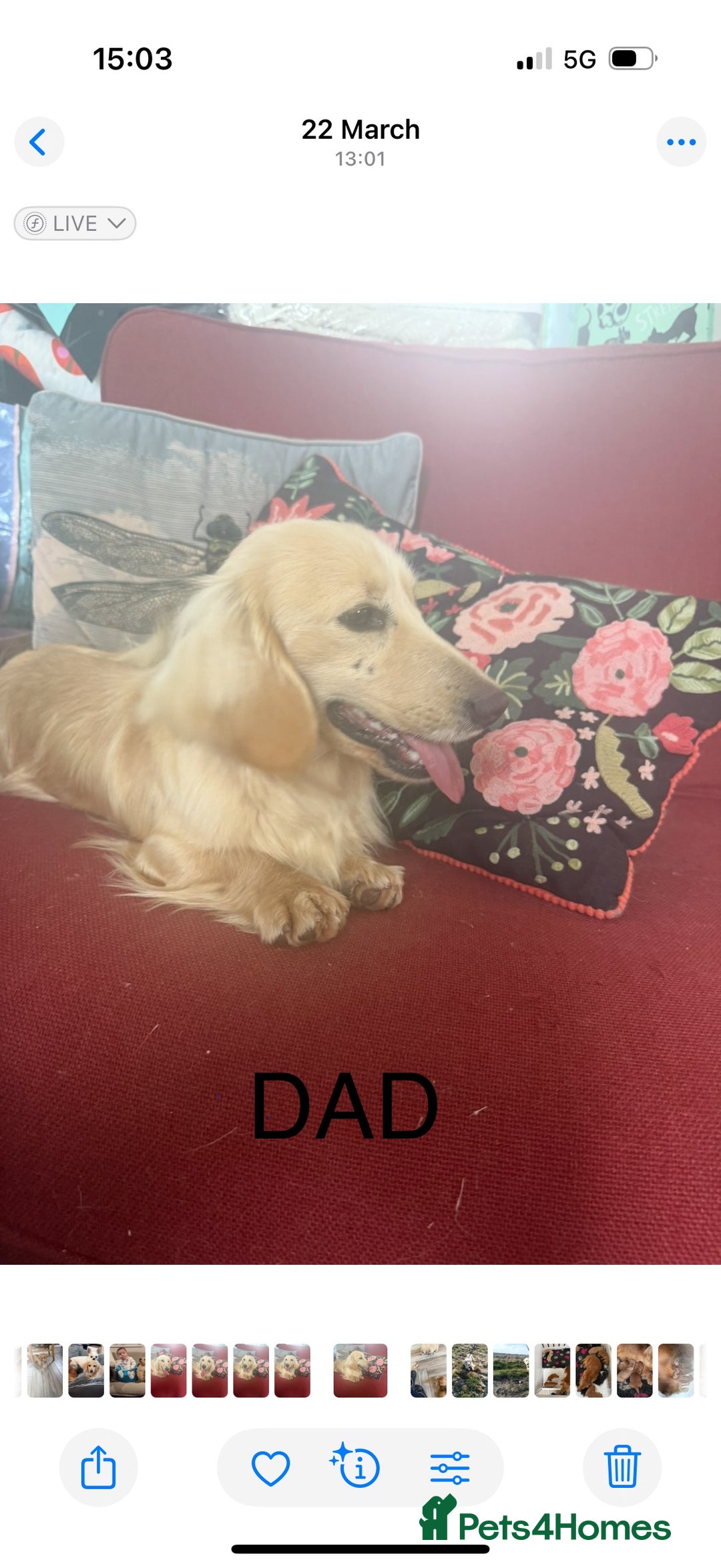 Dachshund dogs for sale: Cream Longhaired Miniature Dachshund Boys  - Image 3