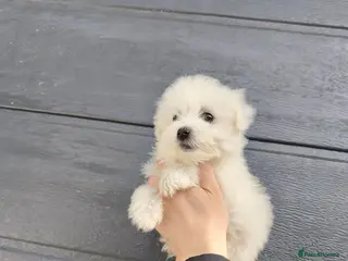 Maltipoo dogs Maltipoo puppy's - Advert 1