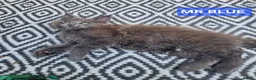 Maine Coon cats for sale: 3 Beautiful Maine coons  - Advert 12