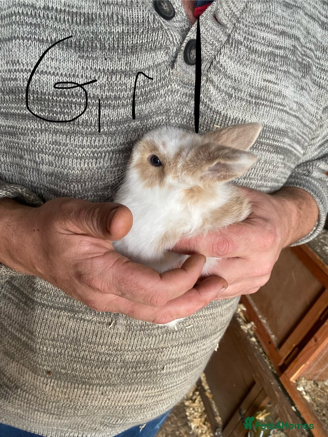 Mini Lop rabbits for sale: 2 beautiful baby girl bunnies  - Image 1