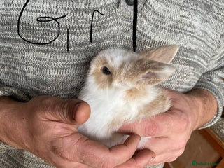 Mini Lop rabbits - Advert 2