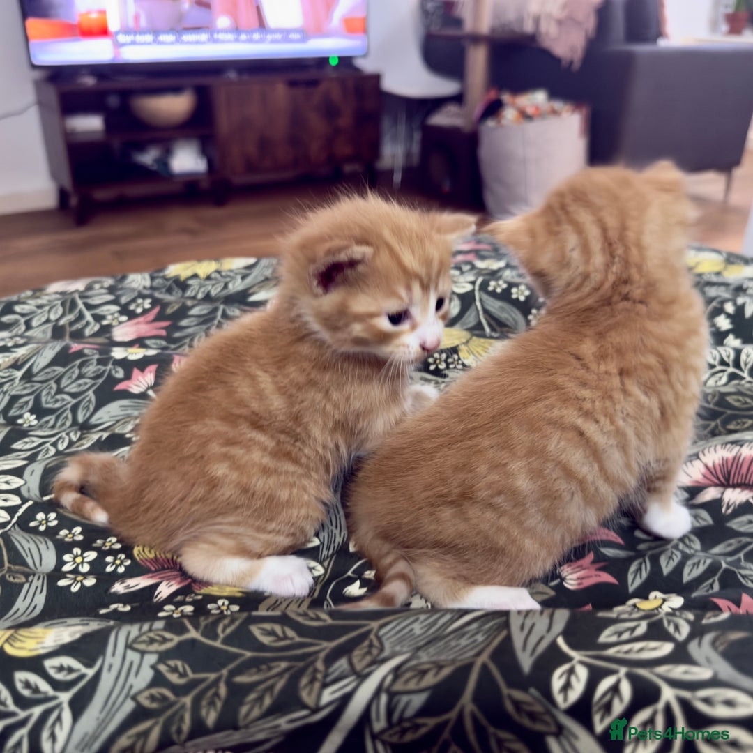 British Shorthair cats for sale: STUNNING 🤩 British Shorthair Queen 👑 litter  - Image 2