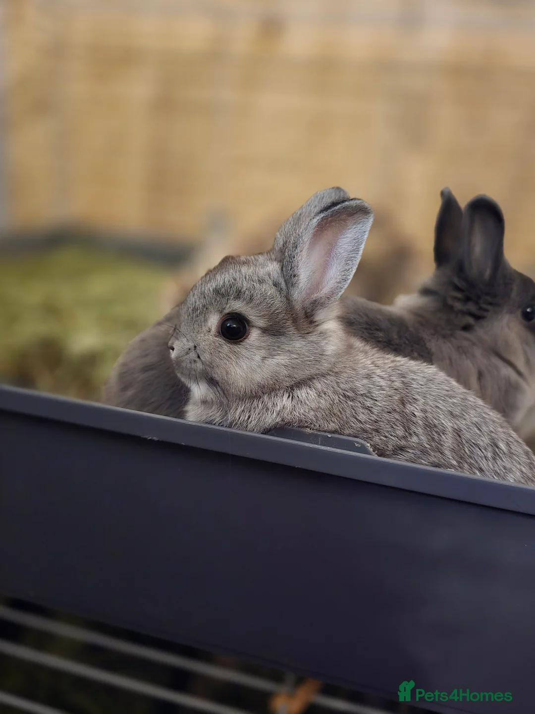 Netherland Dwarf rabbits for sale: Netherland dwarf bunnies  - Advert 4