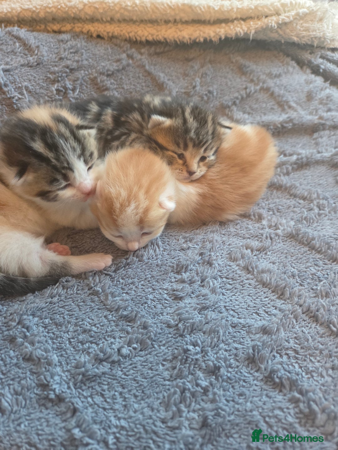 Scottish Fold cats for sale: Beautiful Scottish Folds - Image 8