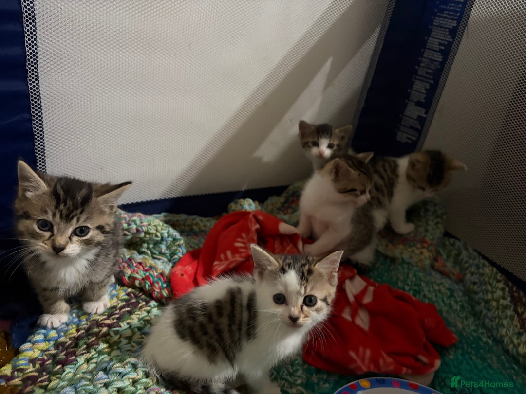 Mixed Breed cats for sale: 5 kittens needing loving home  - Advert 6