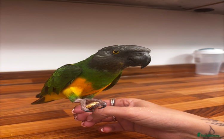 Parrots birds - Advert 2