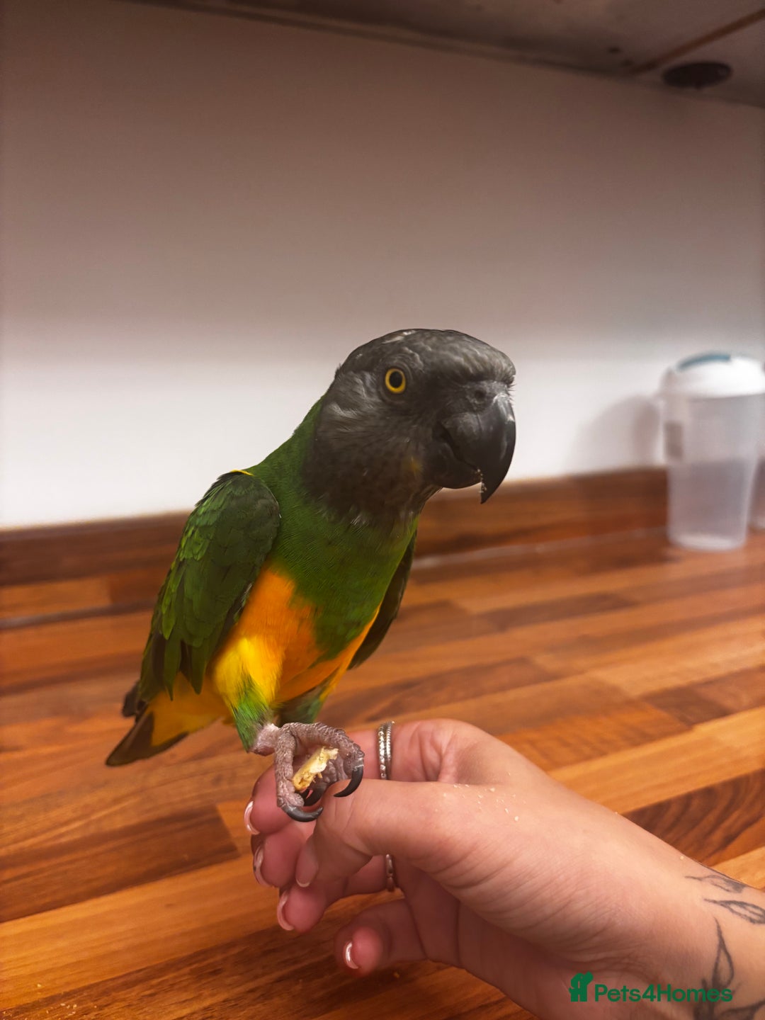Parrots birds for sale: Silly tame 2 y/o Senegal parrot  - Image 1
