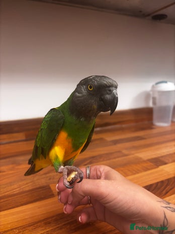 Parrots birds - Advert 16