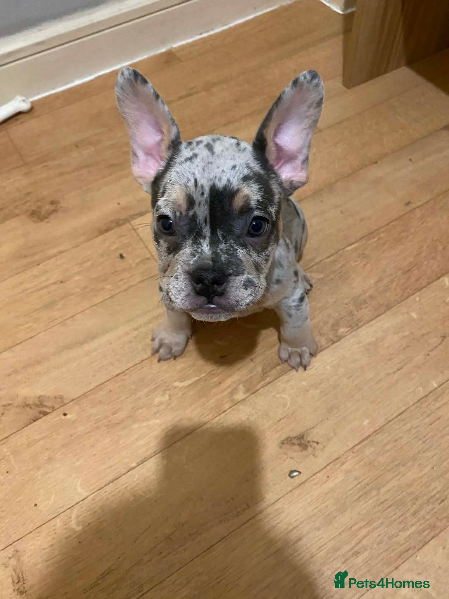 French Bulldog dogs French bulldog puppies x7  - Advert 12