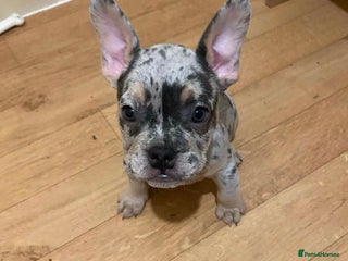 French Bulldog dogs French bulldog puppies x7 - Advert 1