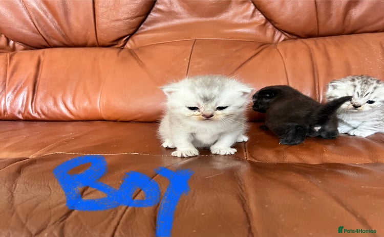 British Shorthair cats - Advert 2