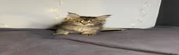 Maine Coon cats for sale: Georgeous Maine Coon kittens  - Advert 9