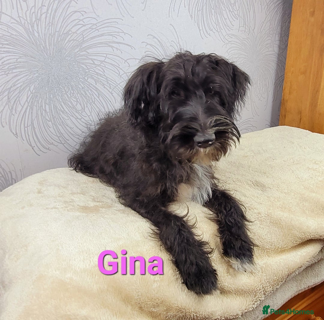 Australian Labradoodle dogs for sale: Australian Labradoodle × Fox Terrier Puppies - Image 10