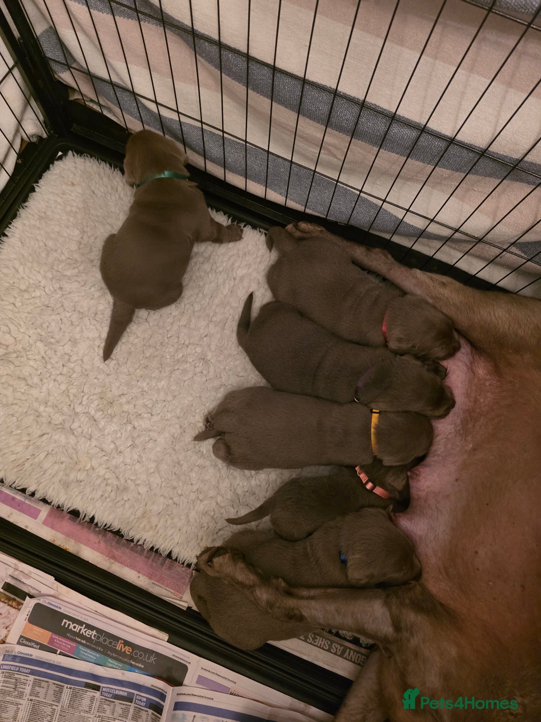 Labrador Retriever dogs for sale: Silver Labrador Puppies For Sale - Advert 4