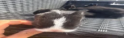 Mixed Breed rabbits for sale: Dwarf Rabbits, beautiful colours  - Advert 7