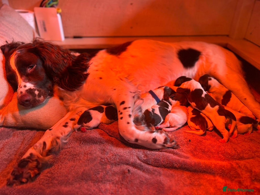 English Springer Spaniel dogs for sale: Springer spaniel puppies  - Image 7