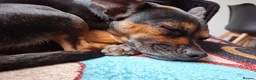 Mixed Breed dogs for sale: Looking for forever home in Crewe - Advert 2
