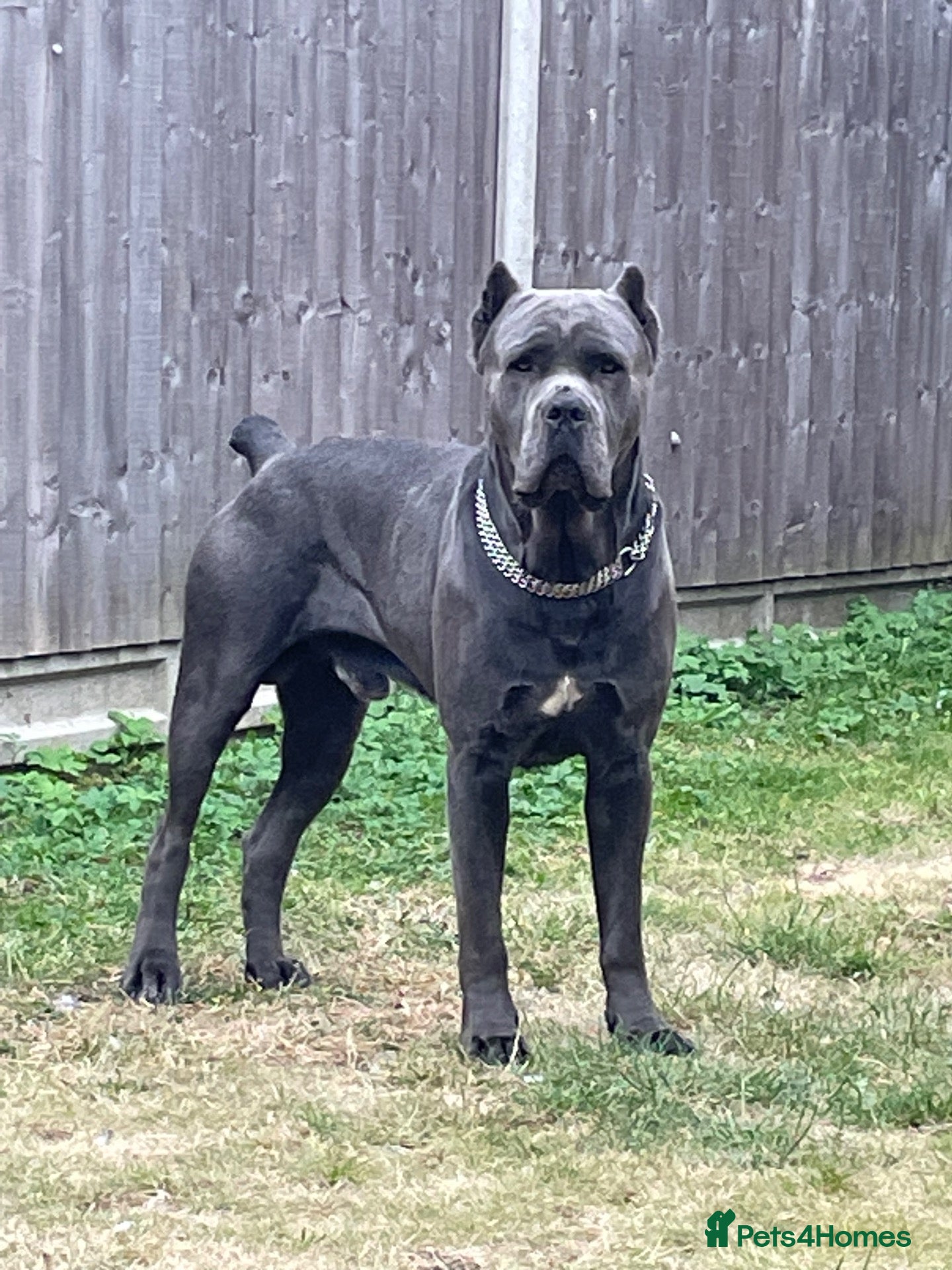 Cane Corso dogs Cane Corso for Stud - Advert 1