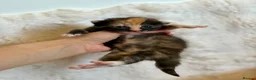 Mixed Breed cats for sale: Mixed breed kittens 🤎🩶🖤🧡 - Advert 3