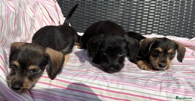 Mixed Breed dogs - Advert 5