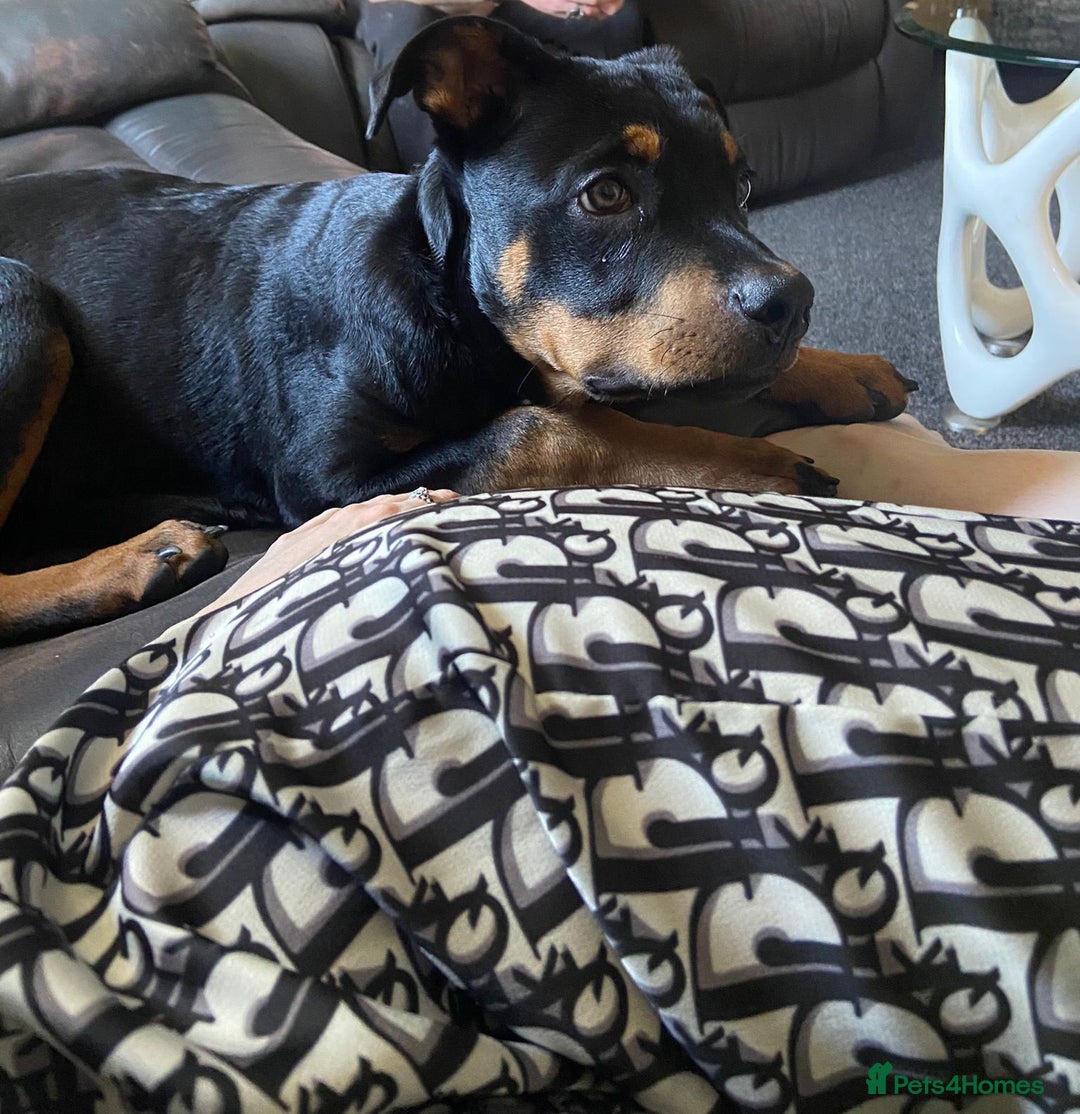 Rottweiler dogs for sale: Rottweiler - Image 5