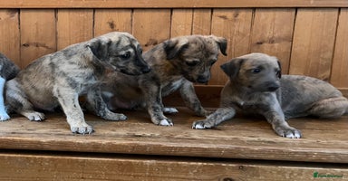 Mixed Breed dogs - Advert 12