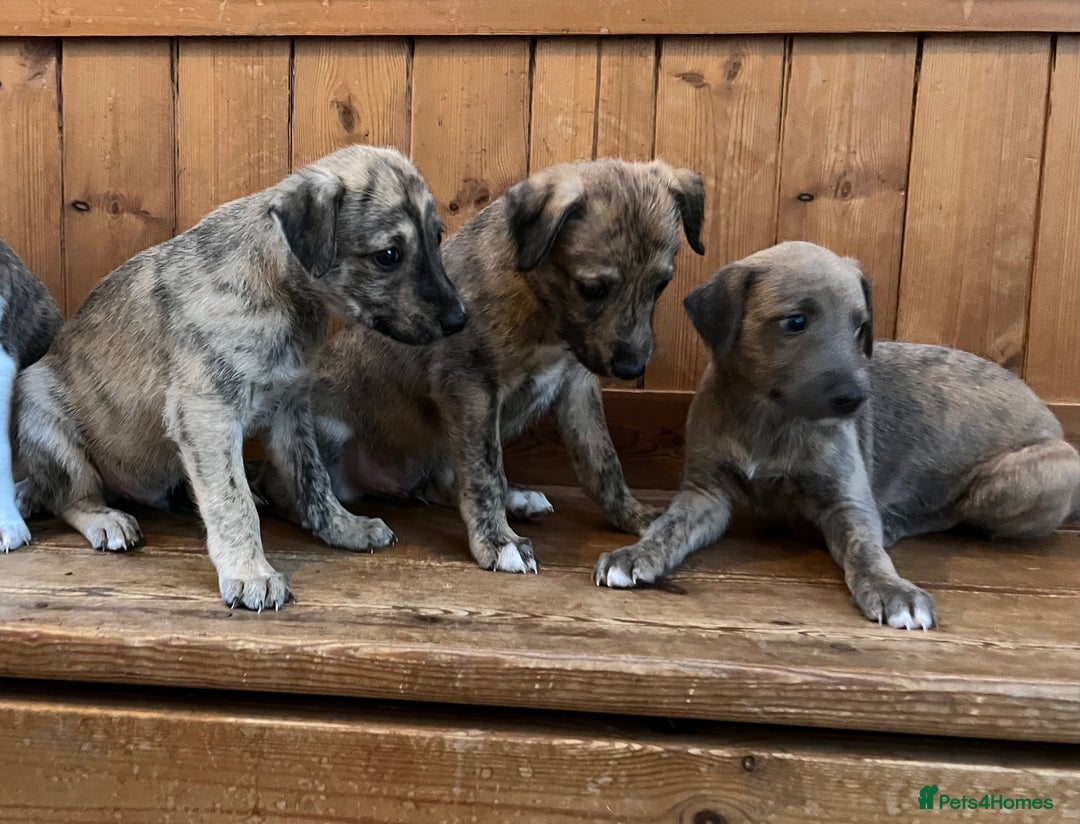 Mixed Breed dogs for sale: Beautifully Bred broken coated Lurcher Puppies - Image 2