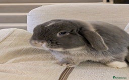 Mini Lop rabbits for sale: Adorable Mini Lop Male - Image 6