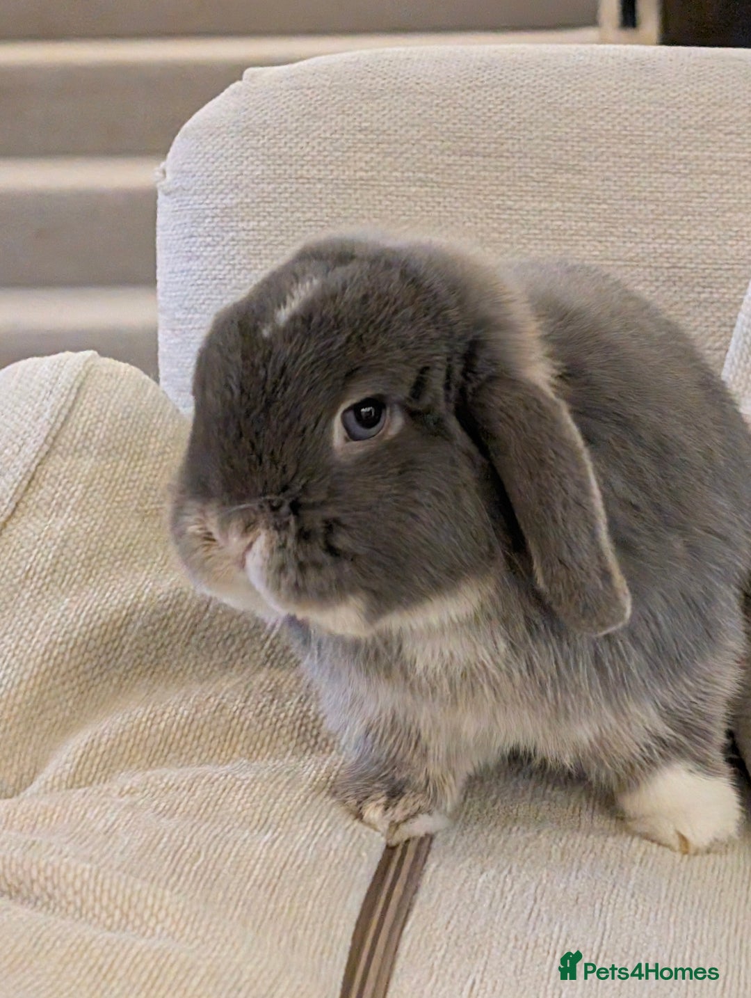 Mini Lop rabbits for sale: Adorable Mini Lop Male - Image 6