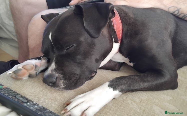 Mixed Breed dogs Beautiful little girl - Advert 15